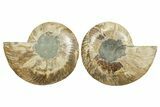 Cut & Polished, Agatized Ammonite Fossil - Madagascar #347562-1